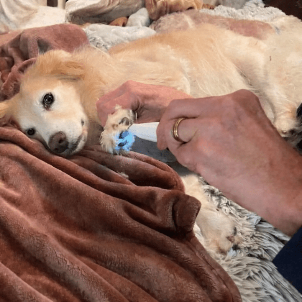 Stille Pet Grooming Trimmer med Keramiske Blade og LED – Ideel til Følsomme Områder til Hunde og Katte