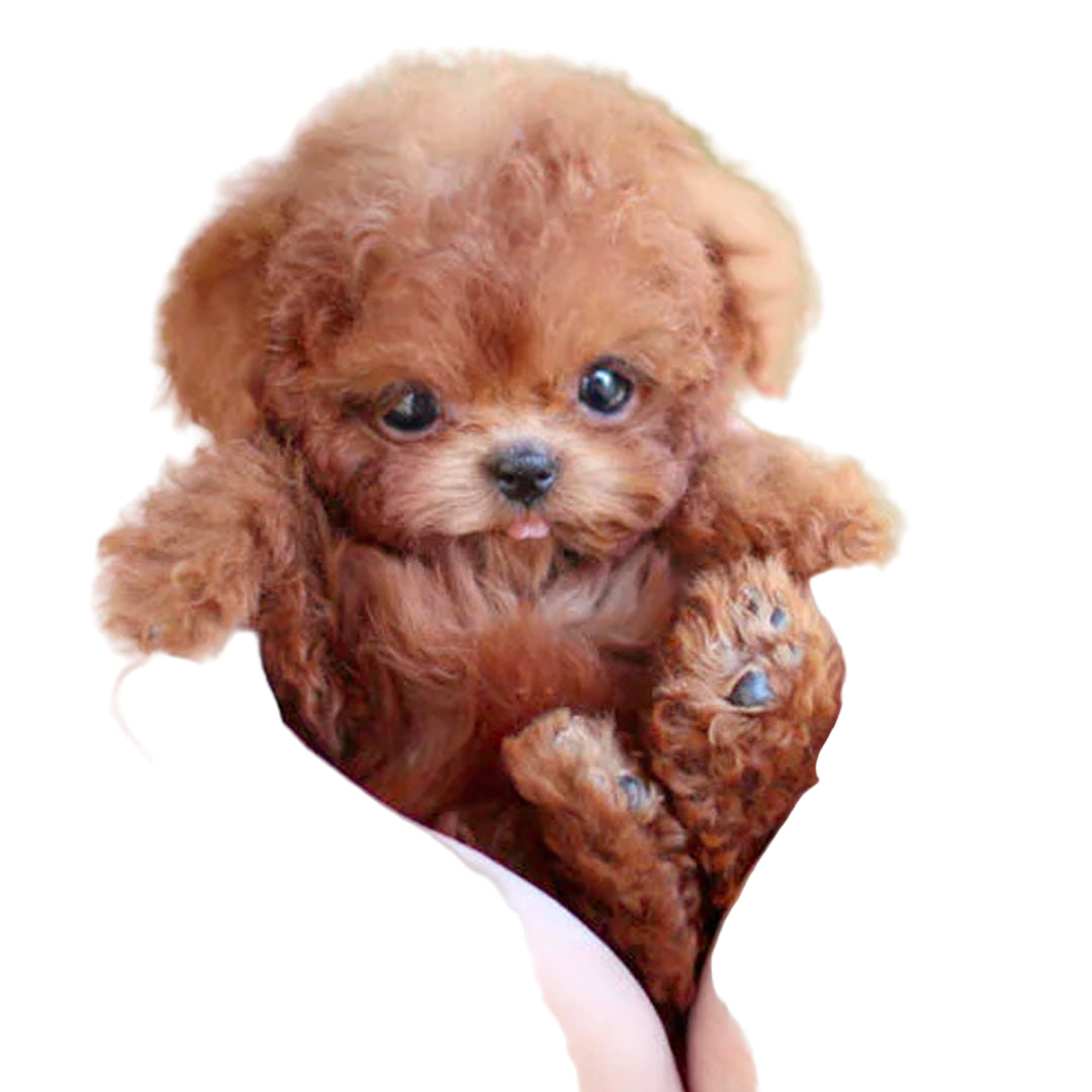 Interaktiv Plush Hund – Realistisk Design med Bevægelser – Perfekt til at Lære Børn om Pleje