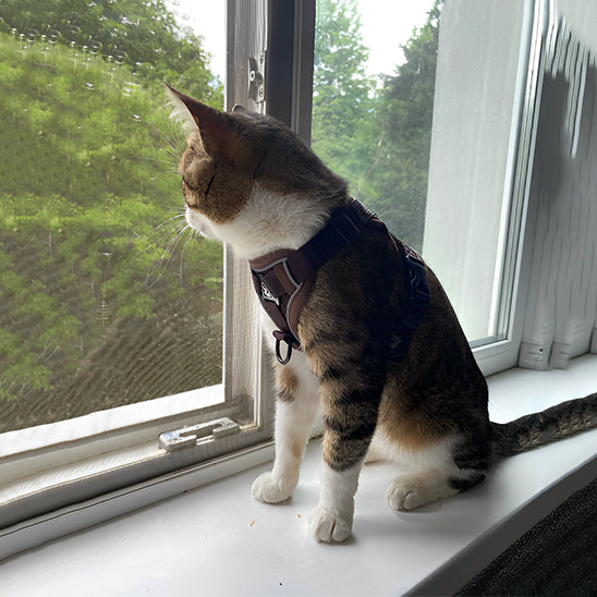 Kattesele Anti-Flugt - Sikkerhed & Frihed til Din Katt