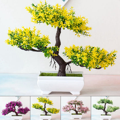 Marcelie | Plant Bonsai