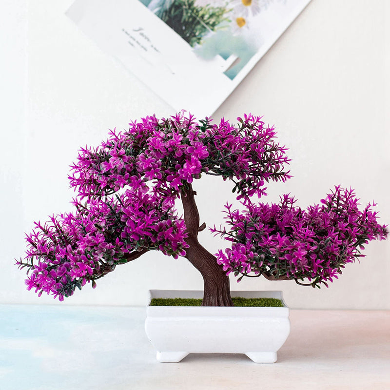 Marcelie | Plant Bonsai