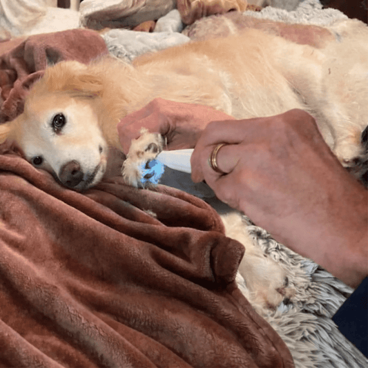 Stille Pet Grooming Trimmer med Keramiske Blade og LED – Ideel til Følsomme Områder til Hunde og Katte