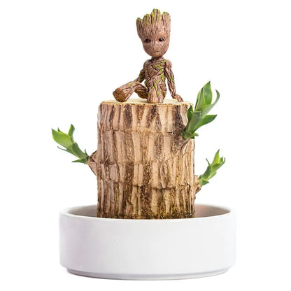Terrarium Lucky Wood